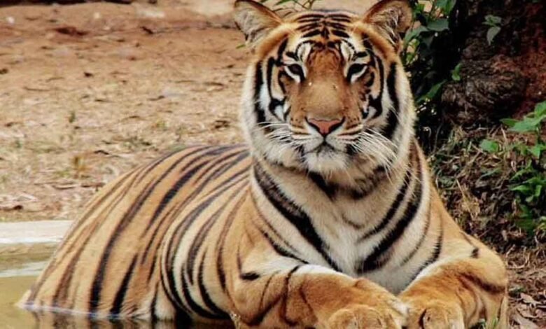 1114113 tiger reserve