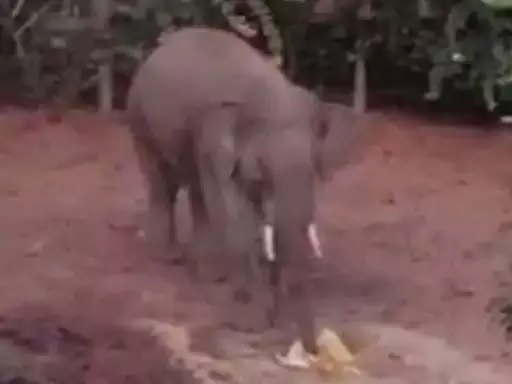 रायगढ़ में हाथी का उत्पात! किसानों के खेतों में मचाया कोहराम, धान खाकर हुआ फरार 1 4233213 untitled 21 copy
