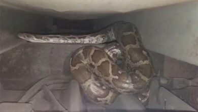Python angry in truck: नो एंट्री में खड़ा था ट्रक, अंदर बैठा था 9 फीट अजगर, मचा हड़कंप