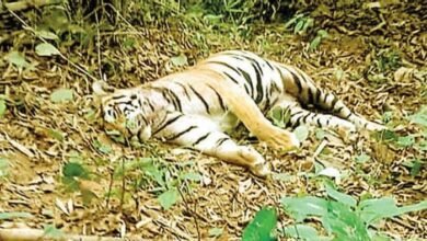 Death of the tigress: ATR में बाघिन की मौत, चिरहट्टा में मिला शव, वन विभाग की टीम कर रही जांच