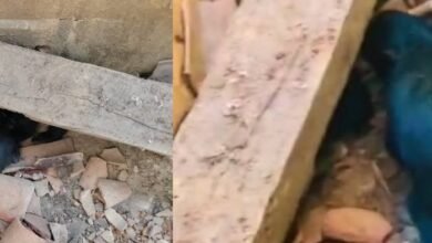 The bear gave birth to cubs: भालू ने शावकों को दिया जन्म, देखने पहुंचे ग्रामीण पर किया हमला