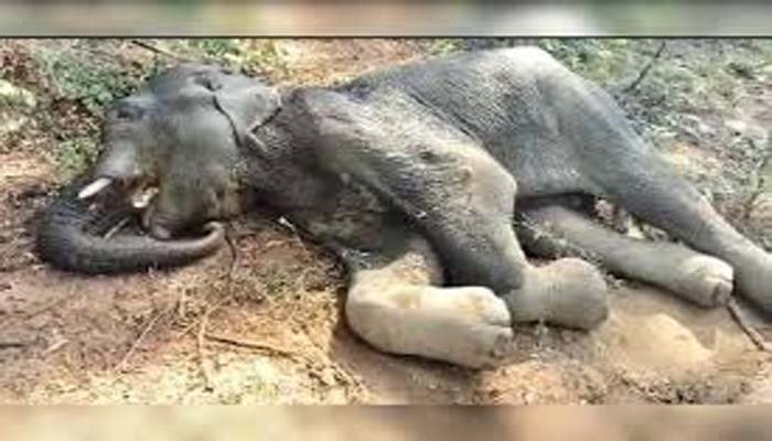 CG: हाथी की मौत मामले में बिजली कर्मी दोषी, क्षेत्रीय प्रभारी गिरफ्तार