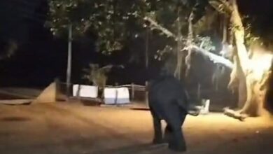 elephant rampage: देर रात दंतैल हाथी ने मचाया उत्पात, मंडी में घुसकर धान किया चट