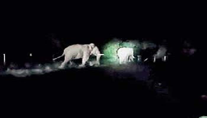 Elephant panic in Gariaband: हाथियों के डर से ग्रामीण कर रहे रतजगा, घर और फसल को पहुंचा रहे बड़ा नुकसान