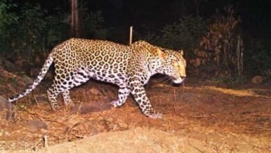 Leopard entered SP bungalow: देर रात SP बंगले में घुसा तेंदुआ, सुरक्षा में तैनात जवानों में मचा हड़कंप