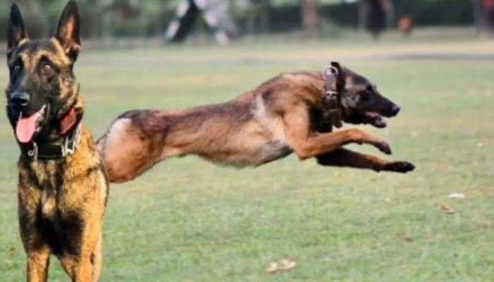 Dogs Detect Criminals: कुत्तों की मदद से पुलिस ने 7 साल में पकड़े 322 अपराधी