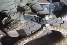 Python Rescue:  स्कूल के स्टोर रूम में मिले 2 अजगर, वन विभाग ने किया रेस्क्यू