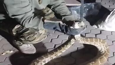 Python Rescue:  स्कूल के स्टोर रूम में मिले 2 अजगर, वन विभाग ने किया रेस्क्यू