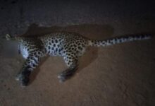 Leopard Death: गाड़ी की टक्कर से तेदुए की मौत, पीएम के बाद होगा अंतिम संस्कार