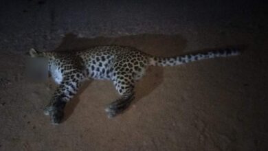 Leopard Death: गाड़ी की टक्कर से तेदुए की मौत, पीएम के बाद होगा अंतिम संस्कार