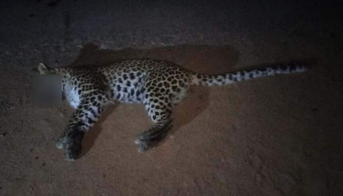 Leopard Death: गाड़ी की टक्कर से तेदुए की मौत, पीएम के बाद होगा अंतिम संस्कार