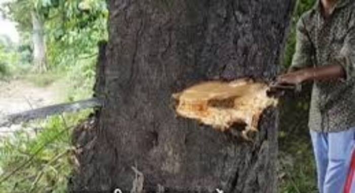 तस्करों ने डिप्टी रेंजर से की मारपीट, टीम को कुल्हाड़ी लेकर दौड़ाया 1 taskar 1