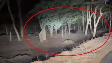 Pair of bears: सड़क किनारे दिखा भालुओं का जोड़ा, वन विभाग ने जारी किया अलर्ट