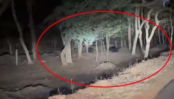 Pair of bears: सड़क किनारे दिखा भालुओं का जोड़ा, वन विभाग ने जारी किया अलर्ट