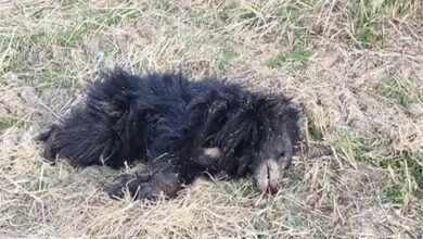 Death of bear: हार्ट अटैक से भालू की मौत, खेल में मिला शव