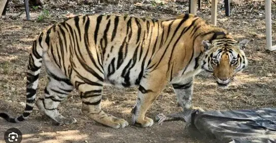 बाघों के विभिन्न मूवमेंट को किया जाएगा रिकॉर्ड, जानिए कैसा है मोबाइल ट्रैकिंग सिस्टम.. 1 Capture 7