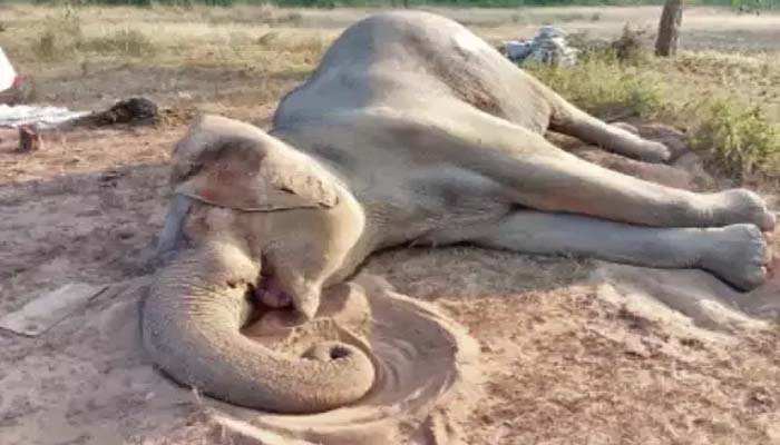 Death of elephant: बीमार हाथी की उपचार के दौरान मौत 1 Death of elephant: बीमार हाथी की उपचार के दौरान मौत