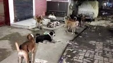 Terror of dogs: आवारा कुत्तों के झुंड ने 10 साल के बच्चे पर किया हमला, गंभीर हालत में किया गया रायपुर रेफर