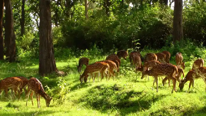 Chhattisgarh Tourism - BARNAWAPARA: बरनवापारा वन्यजीव अभयारण्य: प्रकृति का अद्भुत संसार 1 barnaya