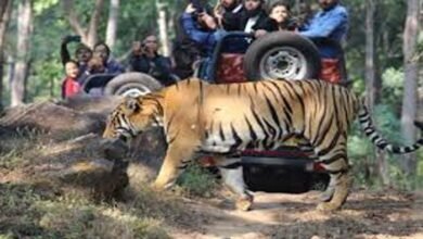New Tiger Reserve: भोरमदेव अभ्यारण्य बनेगा टाइगर रिजर्व, बृजमोहन अग्रवाल की मांग पर केंद्र का निर्देश