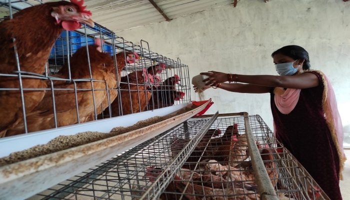 BIRD FLU: सर्विलांस जोन में मुर्गी और अंडों की बिक्री शुरू, अब हर 15 दिन में लिया जाएगा सैंपल