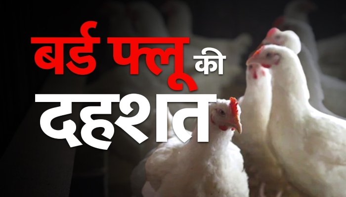 Fear of bird flu: मरे पक्षी दिखें तो प्रशासन को दे जानकारी, चिकन पकाने में 8 होटलों में लगा जुर्माना