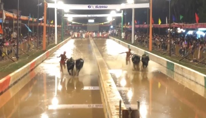 Bull Race: विजय कंबला में 160 से अधिक जोड़ी बैलों ने लगाई दौड़े, वर्षों से चल रही परंपरा