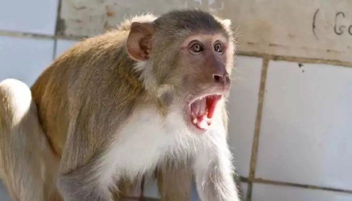 Monkey Attack: बंदर के हमले में 55 वर्षीय व्यक्ति घायल