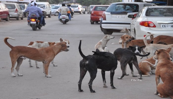 रायपुर में आवारा कुत्तों को आंतक; 6 साल की बच्ची को नोचा, शरीर में 200 छेद किए 