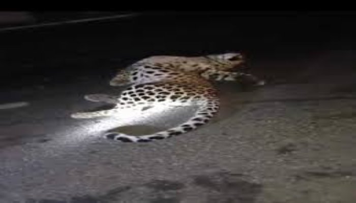 गरियाबंद-देवभोग मार्ग में गाड़ी की टक्कर से तेंदुआ घायल, ईलाज के लिए लाया गया रायपुर