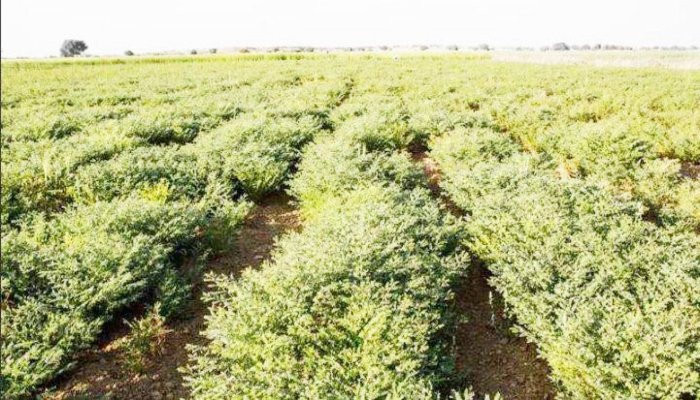 पारंपरिक खेती की जगह किसान कर रहे प्रयोग, कमा रहे दोगुना मुनाफा