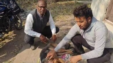 टाइगर vs जर्मन शेफर्ड, मालिक के लिए भिड गया वफादार, घायल होकर भी बचाई जान