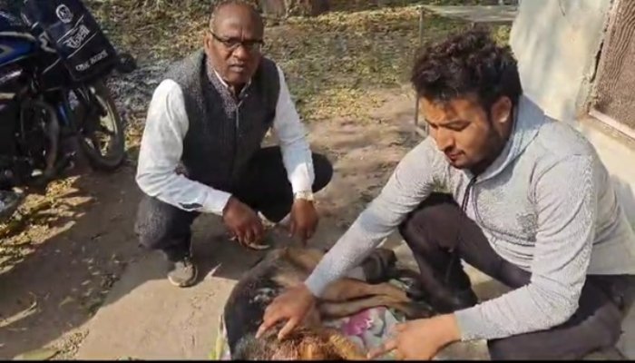 टाइगर vs जर्मन शेफर्ड, मालिक के लिए भिड गया वफादार, घायल होकर भी बचाई जान