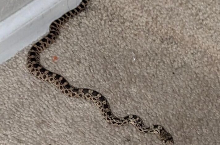 Snake found at home:मच्छरदानी के अंदर निकला 5 फीट लंबा जहरीला नाग, महिला बच्चों को लेकर भागी 1 IMG 20250301 150538