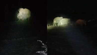 WhatsApp Image 2025 03 16 at 9.17.49 AM 1 1