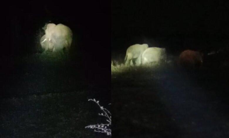 WhatsApp Image 2025 03 16 at 9.17.49 AM 1 1