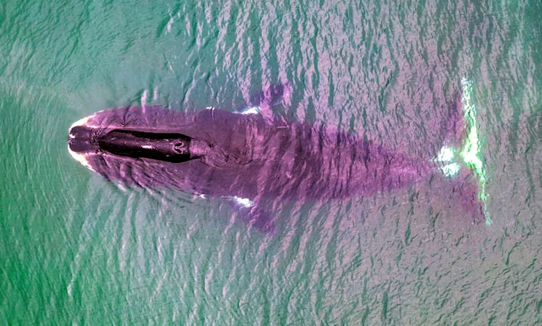 1. bowhead whale getty