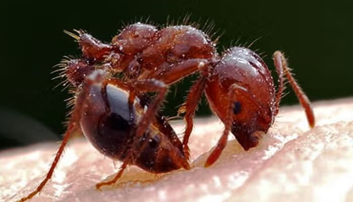 क्या है फायर चीटीं, जिसके काटने से गई बच्ची की जान 1 143