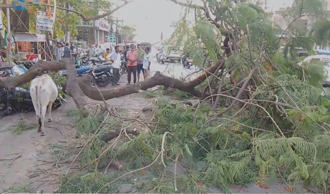 सड़क पर गिरा विशालकाय पेड़, वाहन क्षतिग्रस्त 1
