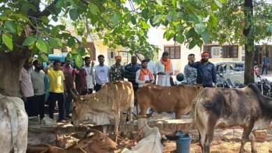 पिकअप वाहन से 8 गौवंश बरामद, नाबालिग समेत 2 आरोपी गिरफ्तार