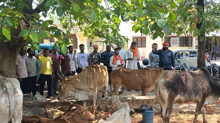 पिकअप वाहन से 8 गौवंश बरामद, नाबालिग समेत 2 आरोपी गिरफ्तार