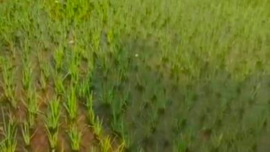 किसानों की पहली पसंद बना धान, जल संकट और समर्थन मूल्य की कमी के बावजूद भी रकबा कम नहीं 2 IMG 20250409 170930