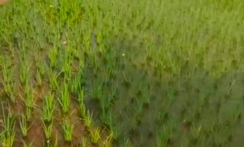 किसानों की पहली पसंद बना धान, जल संकट और समर्थन मूल्य की कमी के बावजूद भी रकबा कम नहीं 1 IMG 20250409 170930