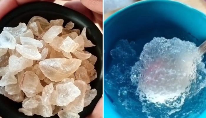 जानिए गर्मियों में क्यों खाया जाता है गोंद कतीरा, क्या है इसके फायदे 1 जानिए गर्मियों में क्यों खाया जाता है गोंद कतीरा क्या है इसके फायदे