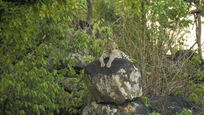 डोंगरगढ़ में देखा गया तेंदुआ, वन विभाग का रेस्क्यू ऑपरेशन जारी