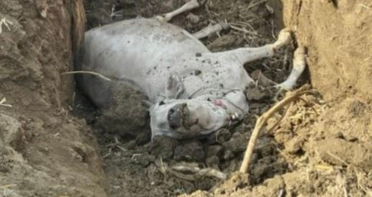 चिल्हाटी गांव में करंट से 8 मवेशियों की मौत, ग्रामीणों में आक्रोश 1 IMG 20250501 104535
