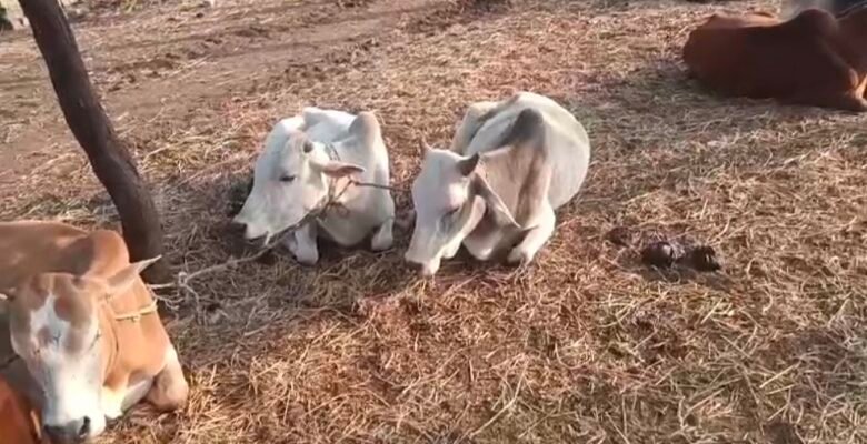 मवेशी तस्करी करते दो युवक पकड़े गए, 46 मवेशी बरामद 1 IMG 20250506 211125