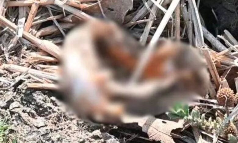 लापता बच्ची का मिला कंकाल, पुलिस ने शिनाख्त करने DNA जांच के लिए भेजा; नरबलि की अटकलों से दहशत 1 IMG 20250510 131033