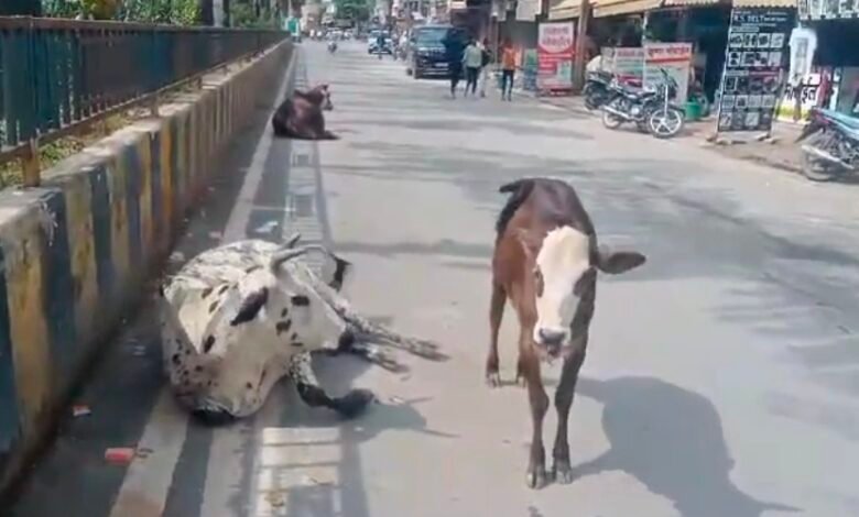 सड़कों पर आवारा मवेशियों की भरमार, दुर्घटनाओं का बना कारण – योजनाएं रह गईं कागजों तक 1 IMG 20250514 172617