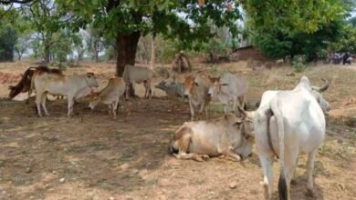 जशपुर: जंगल के रास्ते गौ तस्करी करते तीन तस्कर गिरफ्तार, 35 गौवंशों को कराया गया मुक्त 6 IMG 20250520 151840